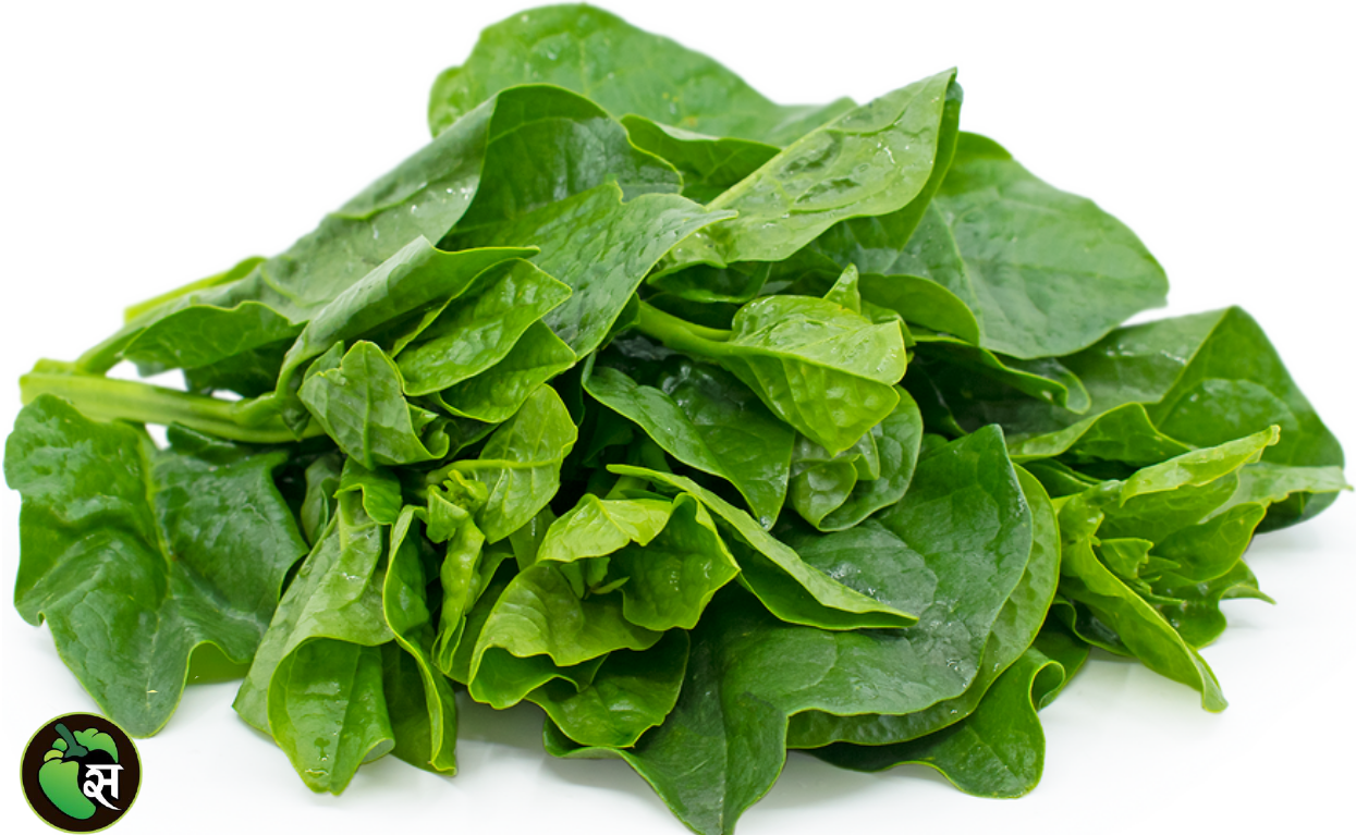 Organic Malabar Spinach - जैविक पोई