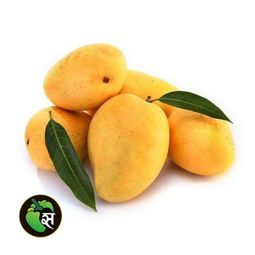Kesar Mango - आम केसर 